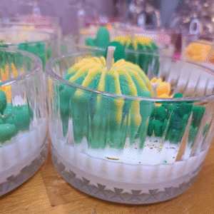 Cactus anti-moustique